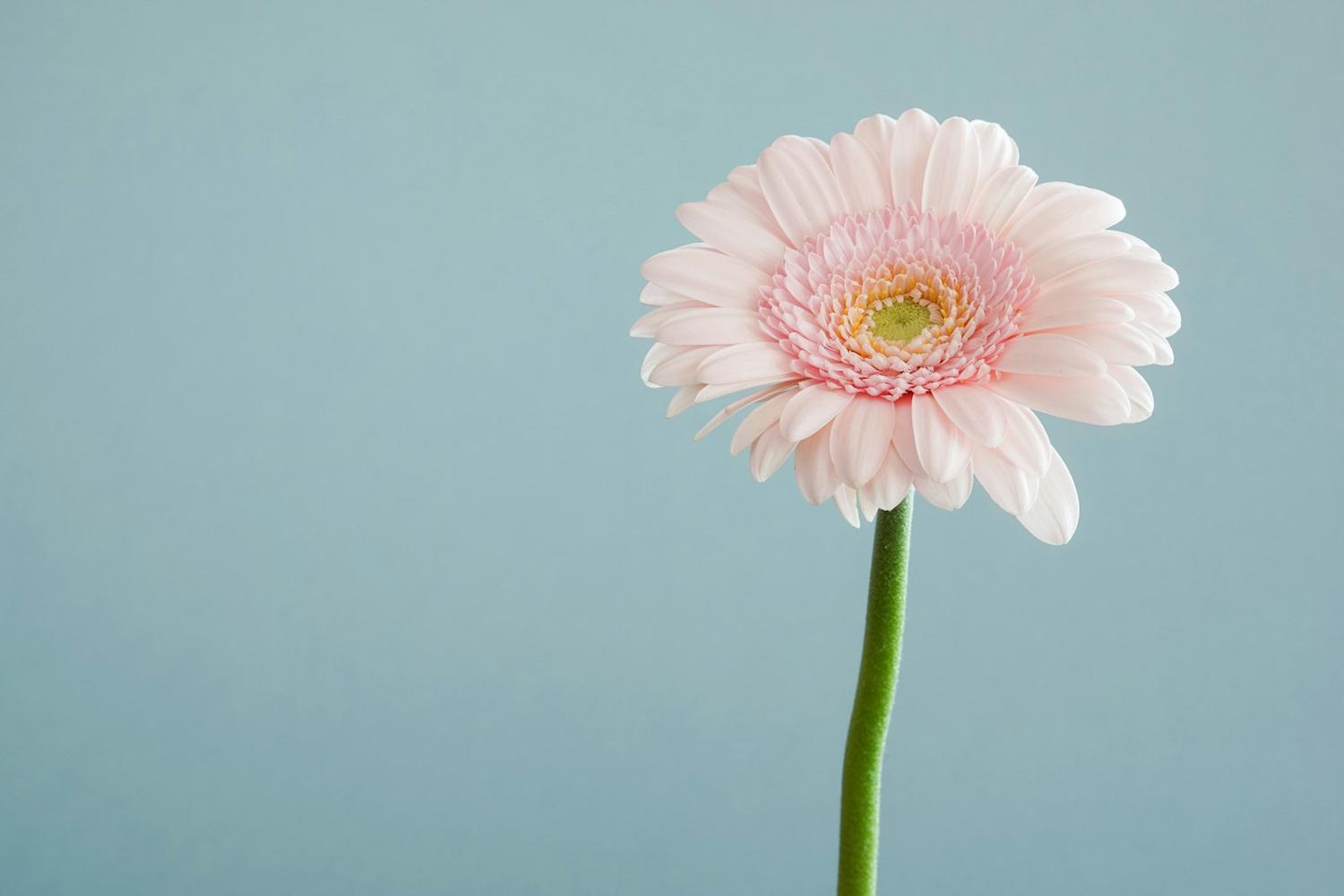 A single gerbera daisy