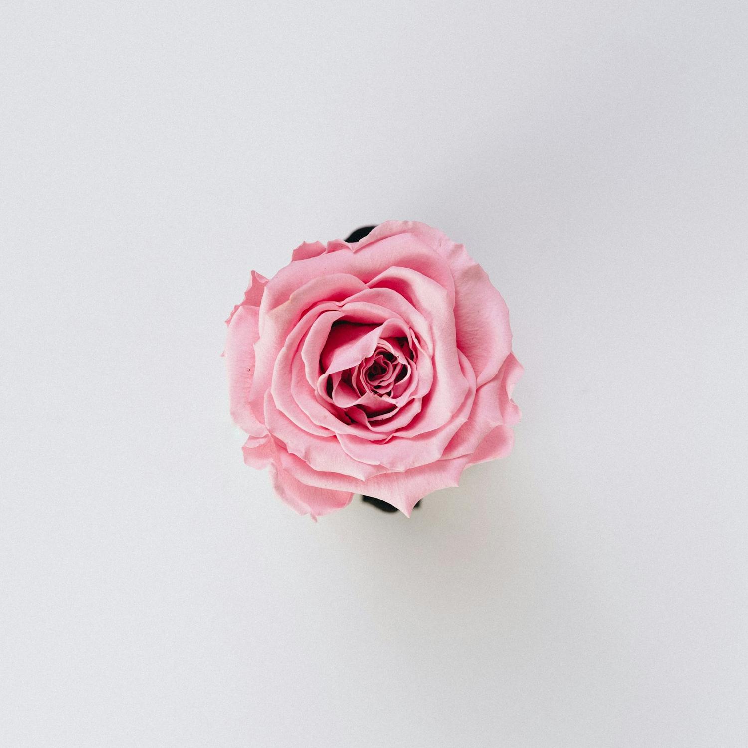 Preserved roses in a keepsake box