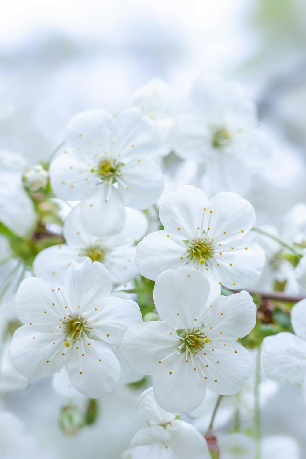 A white and cream arrangement