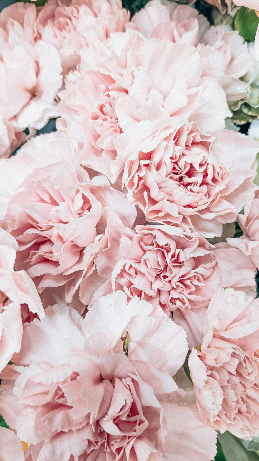 Soft blush blooms