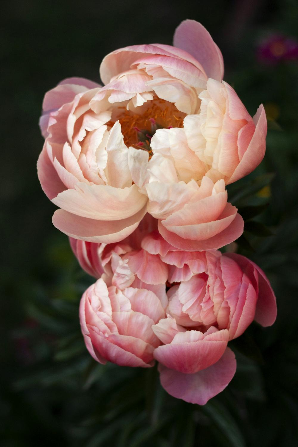 Coral and blush peonies
