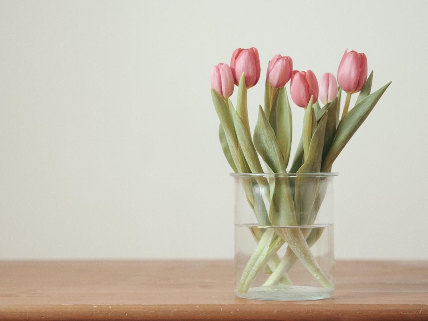 Pink tulips in a glass vase