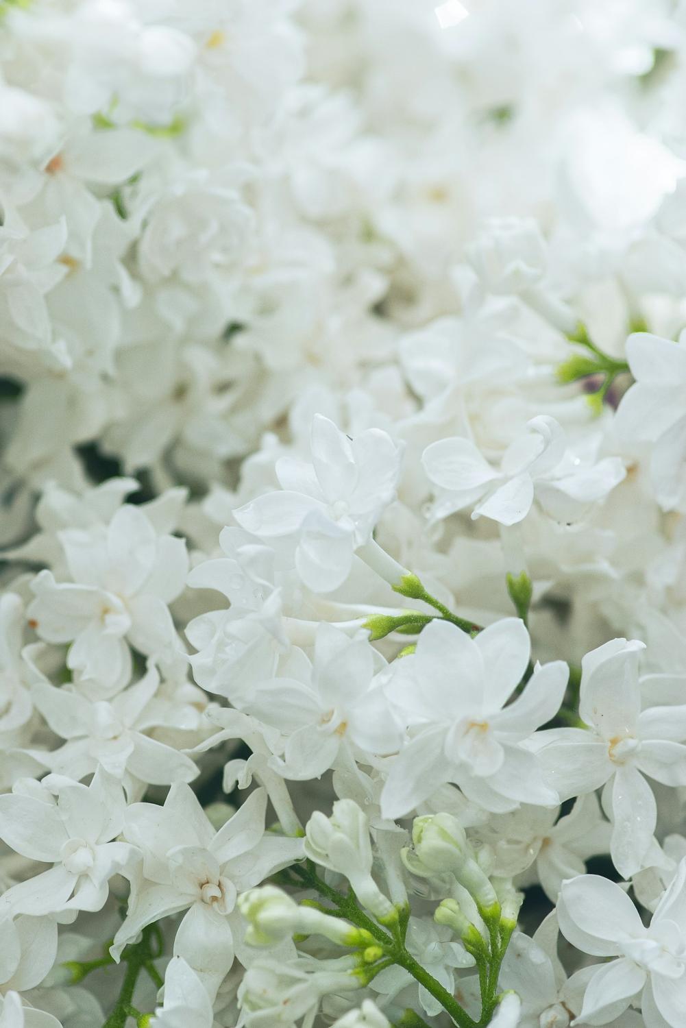 Fragrant white lilac