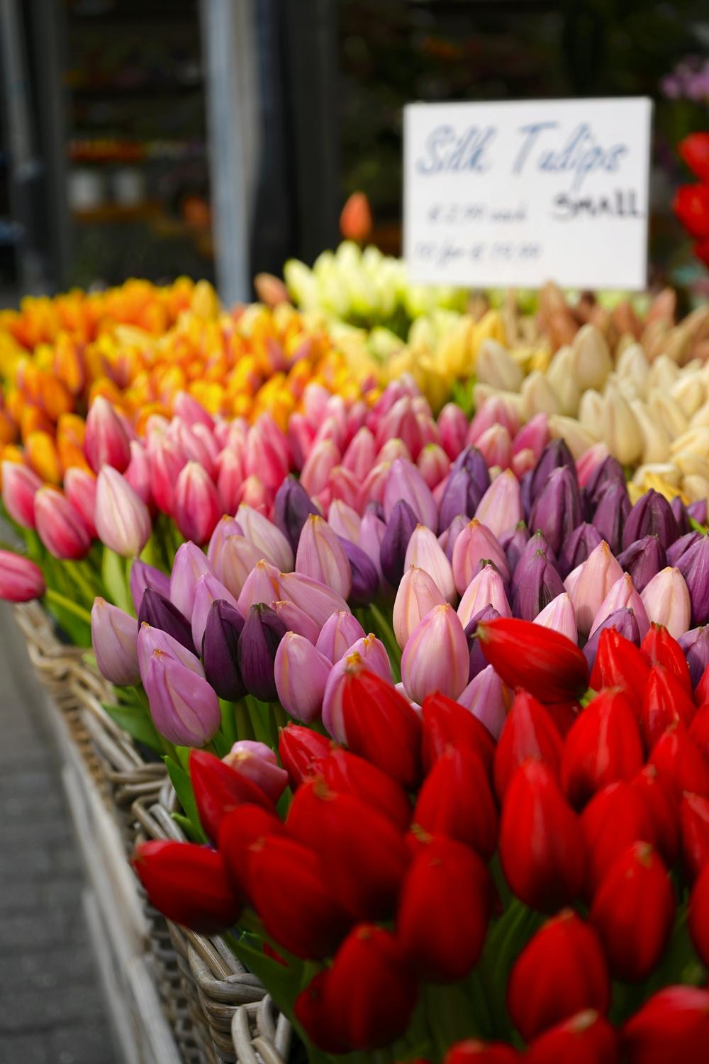 Mixed spring tulips